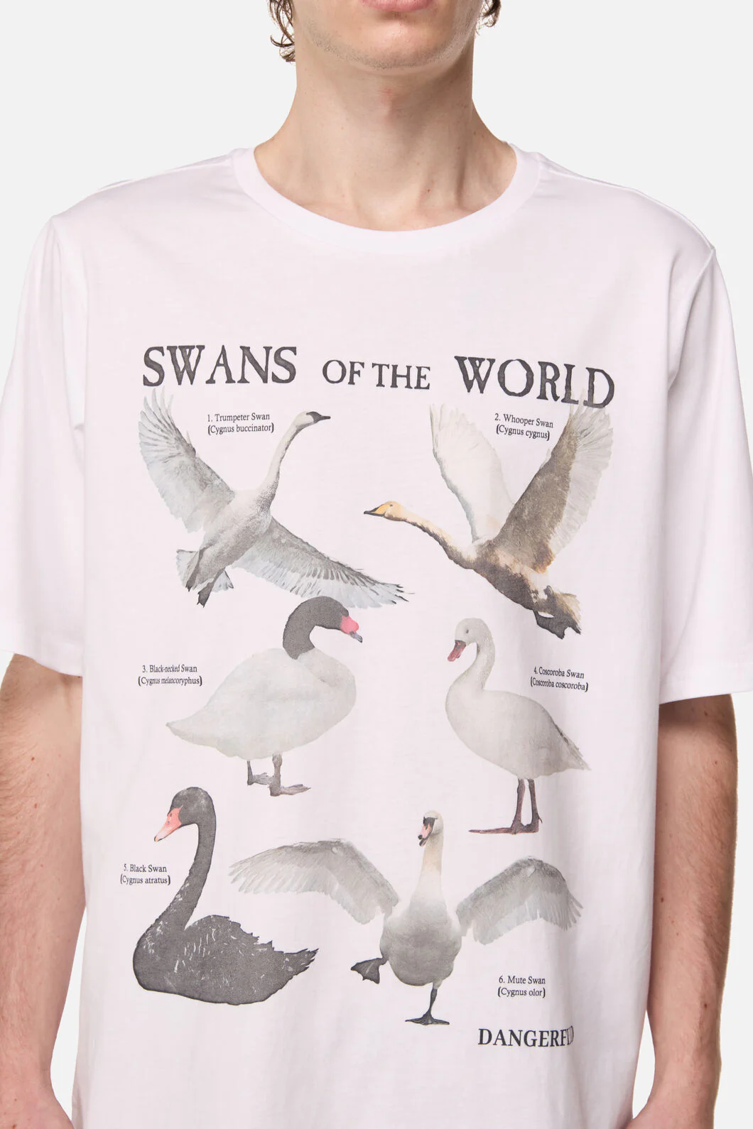 Swan Species Tee - Image 5